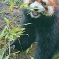 実際訪問したユーザーが直接撮影して投稿した野市町大谷動物園高知県立のいち動物公園の写真