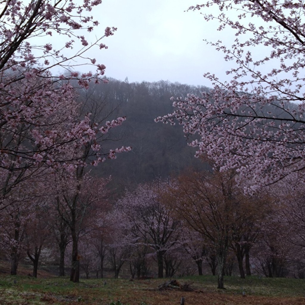 ミルクティーとキャラメル珈琲さんが投稿した大塩山 / 峠のお店桜峠の写真