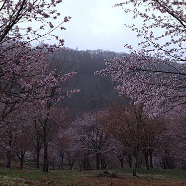 実際訪問したユーザーが直接撮影して投稿した大塩山 / 峠桜峠の写真