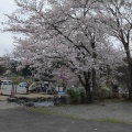 実際訪問したユーザーが直接撮影して投稿した下山魚介 / 海鮮料理道の駅 白鷹ヤナ公園 あゆ茶屋の写真