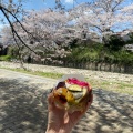 実際訪問したユーザーが直接撮影して投稿した大嶺町東分桜の名所美祢さくら公園の写真