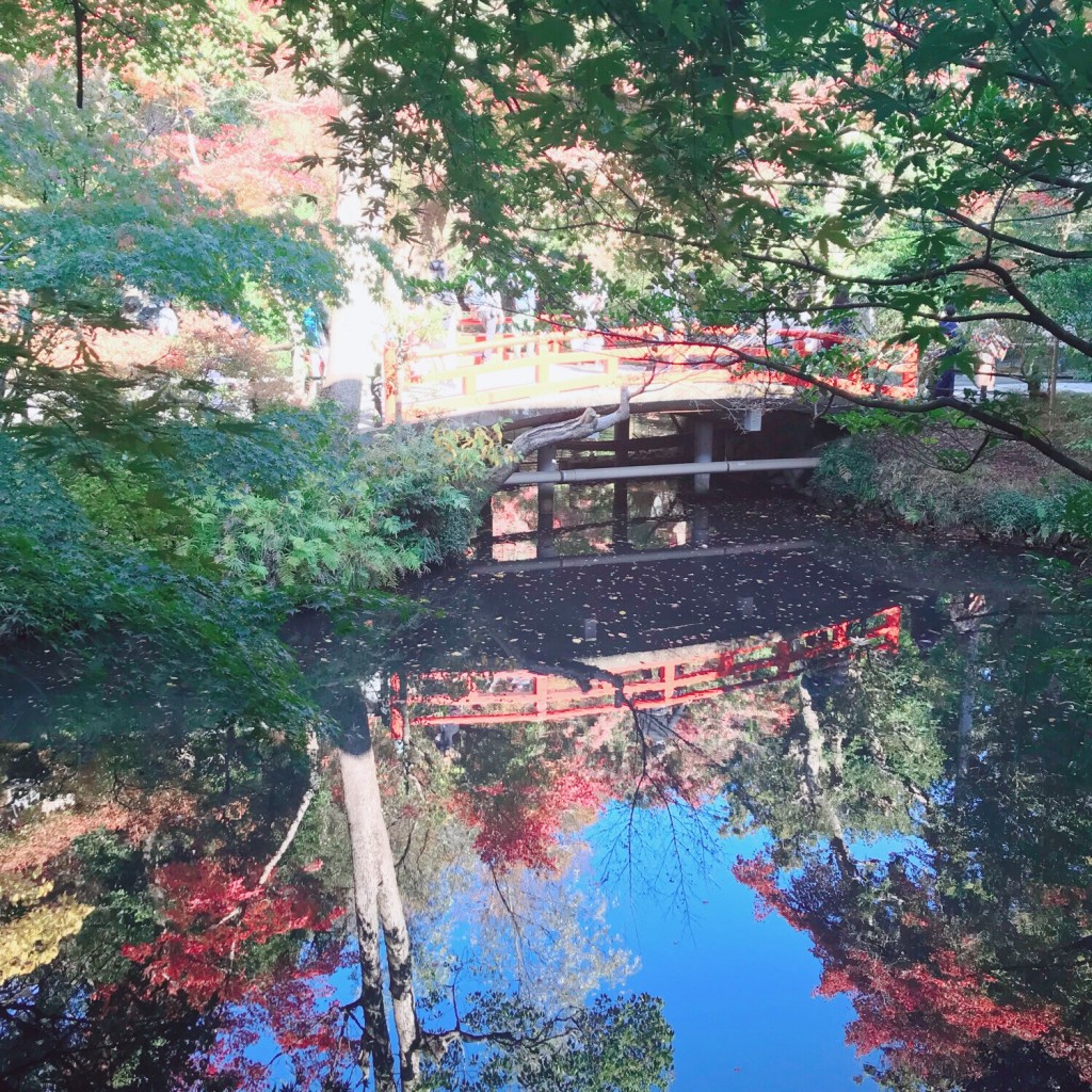 mikoroさんが投稿した雪ノ下神社のお店鶴岡八幡宮/ツルオカハチマングウの写真