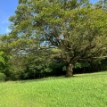 実際訪問したユーザーが直接撮影して投稿した公園八国山緑地の写真