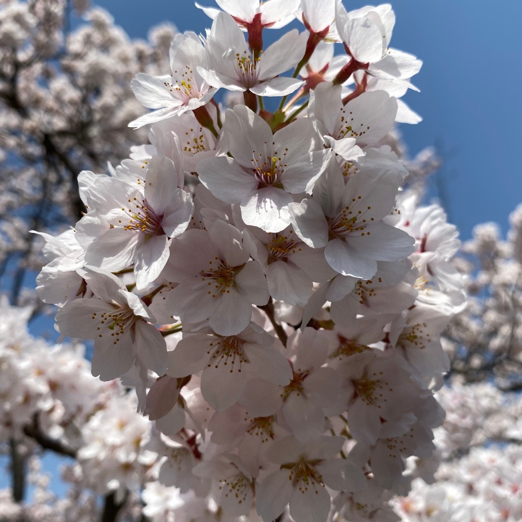 実際訪問したユーザーが直接撮影して投稿した桂公園桂二公園の写真