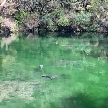 実際訪問したユーザーが直接撮影して投稿した出流原町湖沼 / 池出流原弁天池の写真