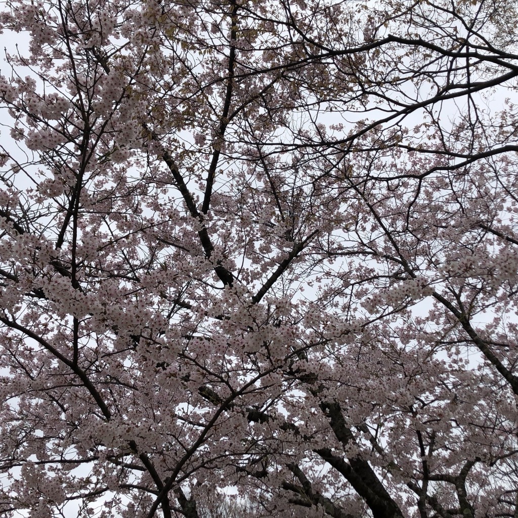 実際訪問したユーザーが直接撮影して投稿した下北手桜公園一つ森公園の写真