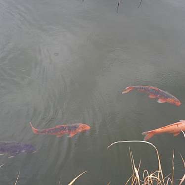 実際訪問したユーザーが直接撮影して投稿した東折尾町地域名所折尾の蓮の池の写真