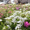 実際訪問したユーザーが直接撮影して投稿した宮元町公園高崎公園の写真