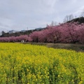 実際訪問したユーザーが直接撮影して投稿した大山町桜の名所東大山河津桜の写真