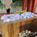 実際訪問したユーザーが直接撮影して投稿した雪ノ下神社鶴岡八幡宮 手水舎の写真