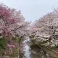 実際訪問したユーザーが直接撮影して投稿した恋の窪河川佐保川の写真