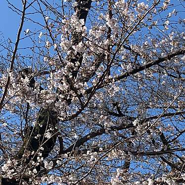 実際訪問したユーザーが直接撮影して投稿した九段北桜の名所靖國の桜の写真