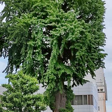 実際訪問したユーザーが直接撮影して投稿した中央自然名所大いちょうの写真