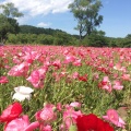 実際訪問したユーザーが直接撮影して投稿した小野公園国営みちのく杜の湖畔公園の写真