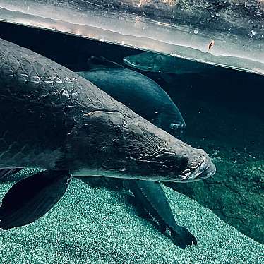 大分マリーンパレス水族館 うみたまごのundefinedに実際訪問訪問したユーザーunknownさんが新しく投稿した新着口コミの写真