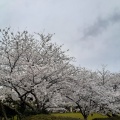 実際訪問したユーザーが直接撮影して投稿した館山公園城山公園の写真