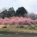 実際訪問したユーザーが直接撮影して投稿した柳自然名所おおいゆめの里の写真