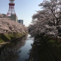 実際訪問したユーザーが直接撮影して投稿した本丸公園富山城址公園の写真