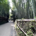 実際訪問したユーザーが直接撮影して投稿した嵯峨天龍寺芒ノ馬場町地域名所竹林の小径の写真