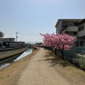 実際訪問したユーザーが直接撮影して投稿した河川倉敷川の写真