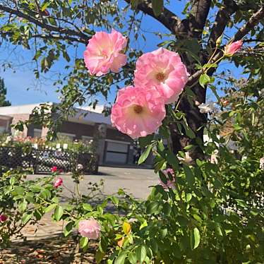 自然大好きっ子さんが投稿した迫間町植物園 / 樹木園のお店あしかがフラワーパーク/アシカガフラワーパークの写真