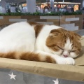 実際訪問したユーザーが直接撮影して投稿した寿町カフェ猫カフェ Moff animal cafe アリオ倉敷店の写真