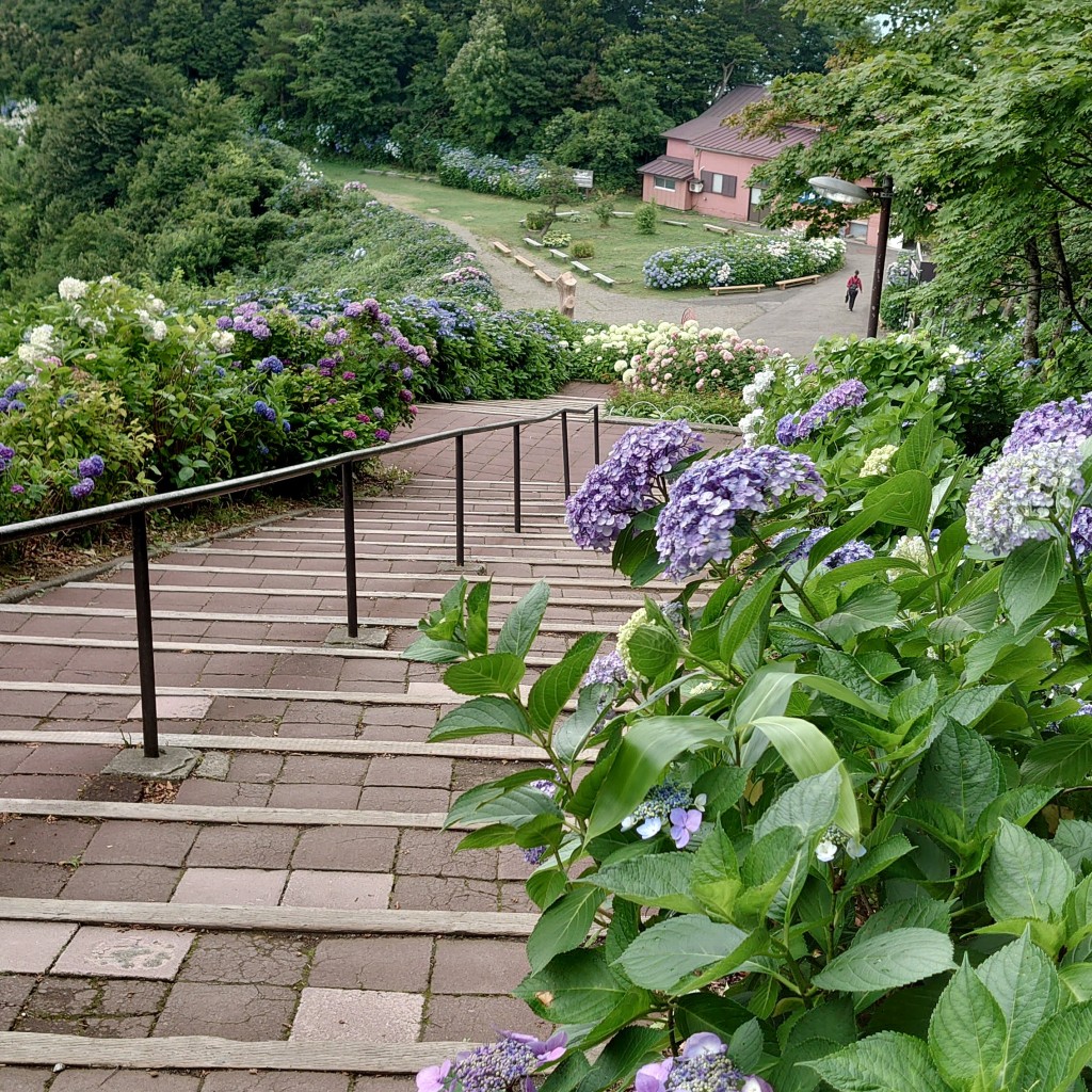 実際訪問したユーザーが直接撮影して投稿した弥彦公園弥彦山頂公園の写真