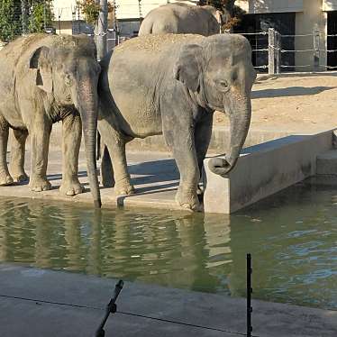 京都市動物園のundefinedに実際訪問訪問したユーザーunknownさんが新しく投稿した新着口コミの写真