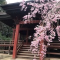 実際訪問したユーザーが直接撮影して投稿した松虫寺松虫寺の写真