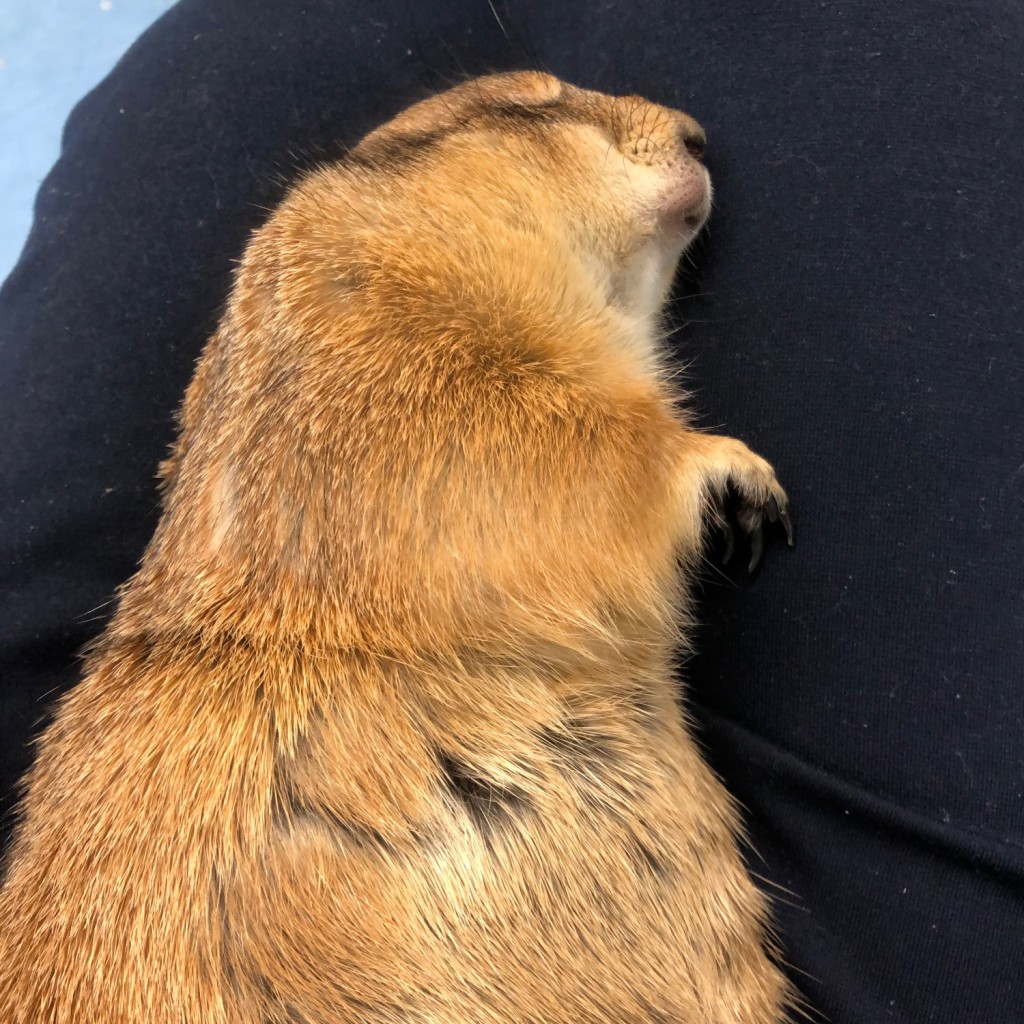 実際訪問したユーザーが直接撮影して投稿した朝生田町動物園いきものふれあい学校 松山店の写真