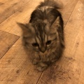 実際訪問したユーザーが直接撮影して投稿した新宿テーマカフェ猫カフェ モカラウンジ 新宿店の写真