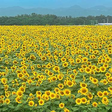 実際訪問したユーザーが直接撮影して投稿した明野町浅尾花のきれいなスポット明野のひまわり畑の写真