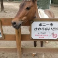 実際訪問したユーザーが直接撮影して投稿した綾羽動物園五月山動物園の写真