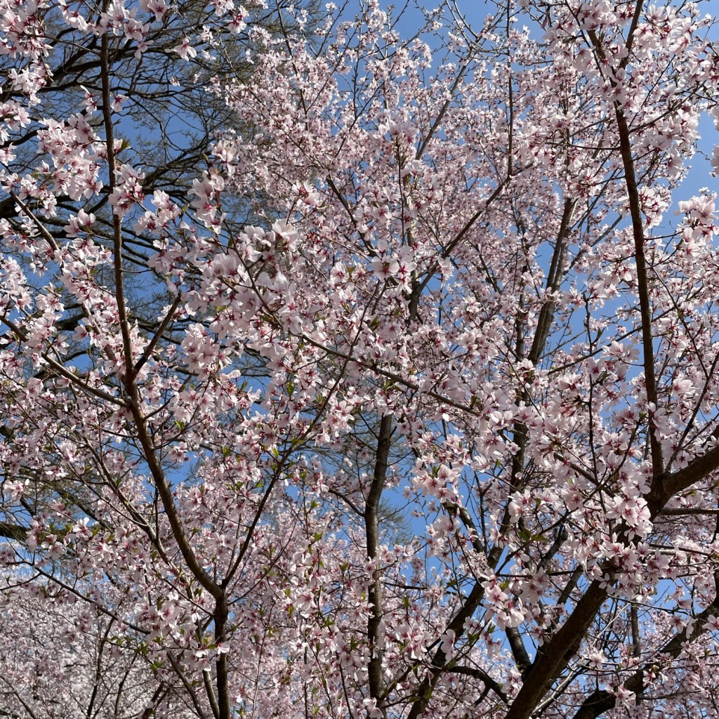 実際訪問したユーザーが直接撮影して投稿した古城公園高岡古城公園の写真