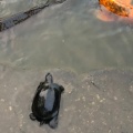 実際訪問したユーザーが直接撮影して投稿した菊名公園菊名池公園の写真