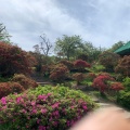 実際訪問したユーザーが直接撮影して投稿した早島公園つつじ公園の写真
