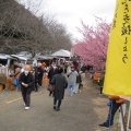 実際訪問したユーザーが直接撮影して投稿した大山町桜の名所東大山河津桜の写真