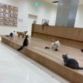 実際訪問したユーザーが直接撮影して投稿した白鳥町カフェCat Cafe MOFF イオンモール豊川店の写真