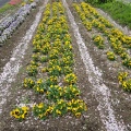 実際訪問したユーザーが直接撮影して投稿した生馬公園彦五郎公園の写真