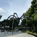 実際訪問したユーザーが直接撮影して投稿した六本木オブジェ巨大クモ・ママンの写真