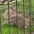 実際訪問したユーザーが直接撮影して投稿した矢並町動物園鞍ケ池公園動物園の写真