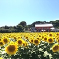 実際訪問したユーザーが直接撮影して投稿した天王台寺満願寺の写真