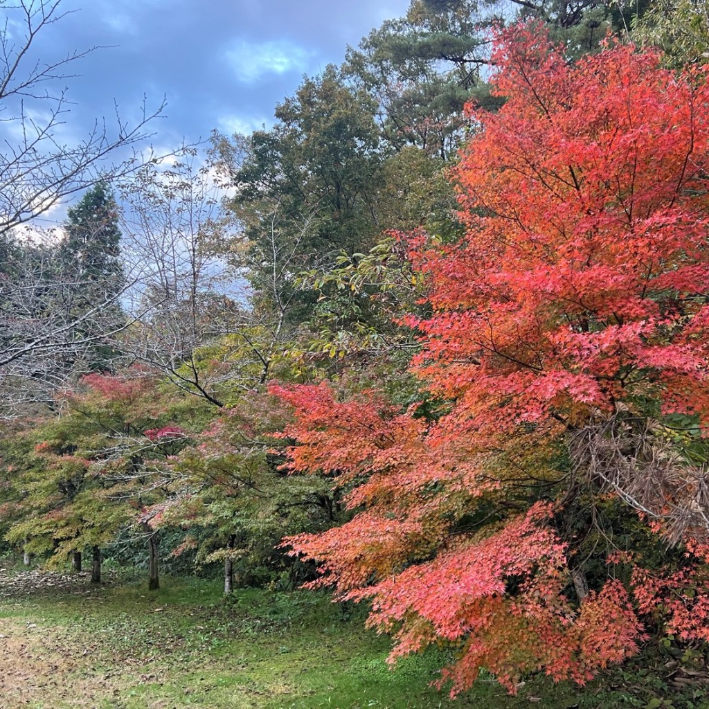 実際訪問したユーザーが直接撮影して投稿した内町公園大平森林公園の写真