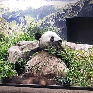 上野動物園のundefinedに実際訪問訪問したユーザーunknownさんが新しく投稿した新着口コミの写真