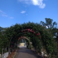 実際訪問したユーザーが直接撮影して投稿した湯本植物園 / 樹木園花巻温泉 バラ園の写真