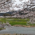 実際訪問したユーザーが直接撮影して投稿した大嶺町東分桜の名所美祢さくら公園の写真