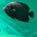 実際訪問したユーザーが直接撮影して投稿した勝島水族館 / アクアリウムしながわ水族館の写真