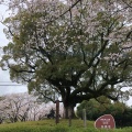 実際訪問したユーザーが直接撮影して投稿した植木町豊岡公園田原坂公園の写真