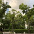 実際訪問したユーザーが直接撮影して投稿した東七松町公園橘公園の写真