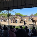 実際訪問したユーザーが直接撮影して投稿した山小川動物園アニマルワンダーリゾウト 市原ぞうの国の写真